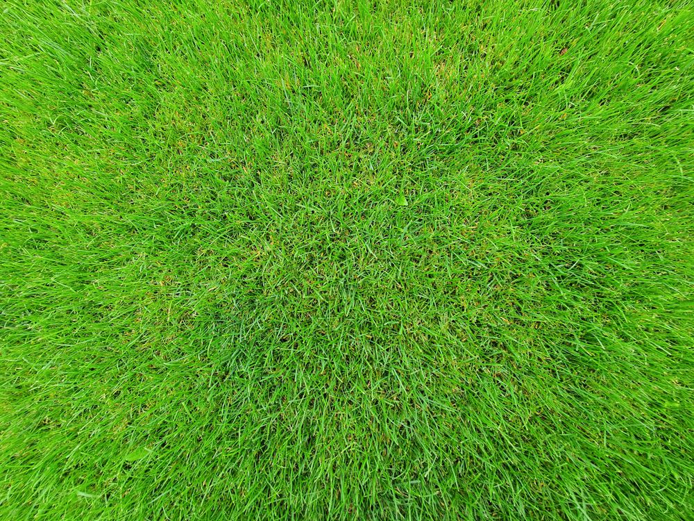 A dense stand of healthy new turf grass